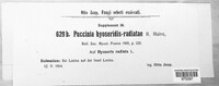 Puccinia hyoseridis-radiatae image